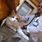 Ensuring timely veterinary care for your pet in emergencies