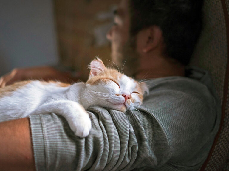 5 Signs Your Cat Thinks You Are Their Safe Space