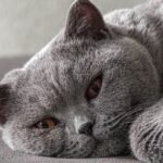 5 Low-Activity Cat Breeds for Senior People Who Love Calm Kitties