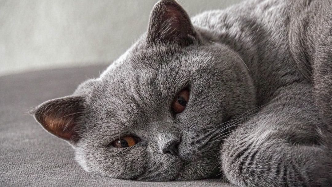 5 Low-Activity Cat Breeds for Senior People Who Love Calm Kitties