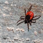 5 US States With the Most Tick Infestation According to Expert Indexes