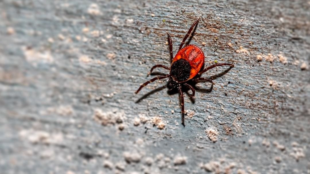 5 US States With the Most Tick Infestation According to Expert Indexes