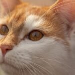 What to Look Out for When Choosing a Cat Sitter