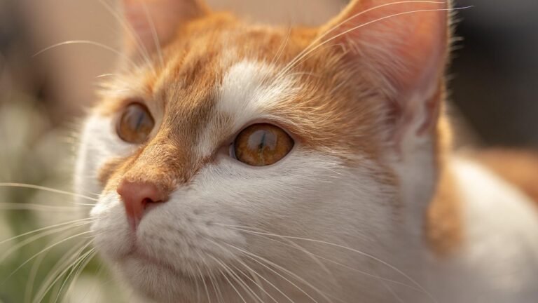 What to Look Out for When Choosing a Cat Sitter