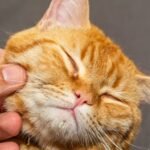 10 Ways To Get Rid Of Fleas On Cats