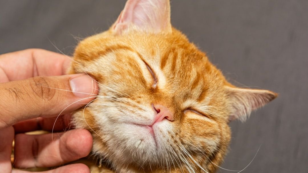 10 Ways To Get Rid Of Fleas On Cats