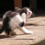 How to Get Rid of Ticks in Cats