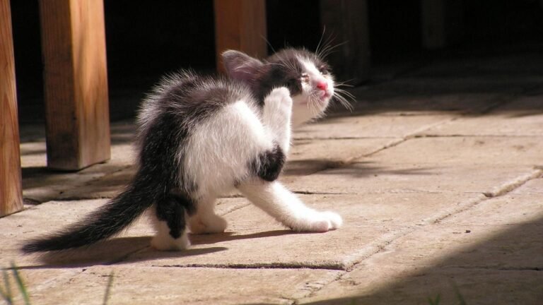 How to Get Rid of Ticks in Cats
