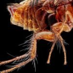 How to Get Rid of a Flea Infestation in Your Yard