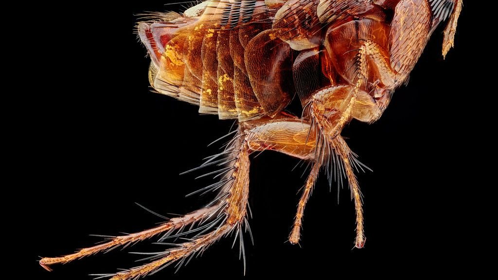 How to Get Rid of a Flea Infestation in Your Yard