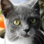 The Dark Truth About Zodiac Signs That Choose Cats for the Wrong Reasons