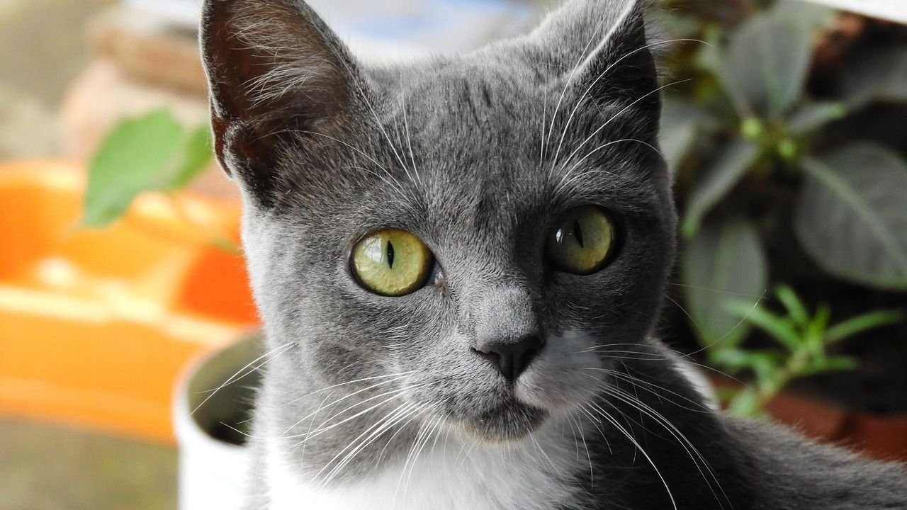 The Dark Truth About Zodiac Signs That Choose Cats for the Wrong Reasons