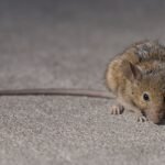 Top 5 US Cities With Rodent Infestation