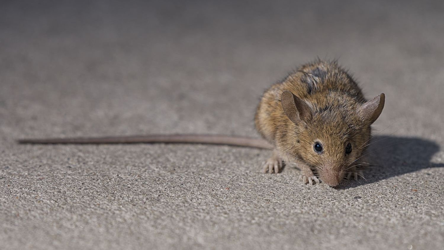 Top 5 US Cities With Rodent Infestation