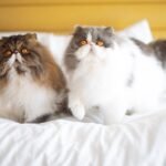 5 Unethical Breed Traits That Can Harm Cats