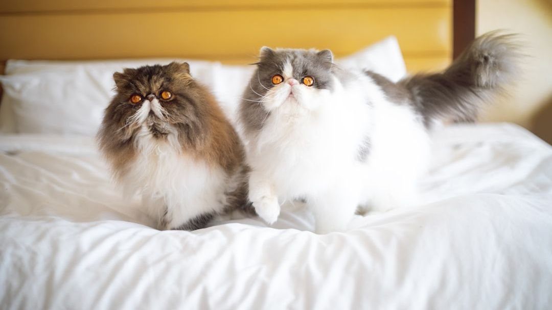 5 Unethical Breed Traits That Can Harm Cats