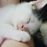 10 Subtle Signs Your Cat Sees You as Their Ultimate Comfort Zone