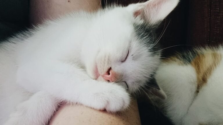 10 Subtle Signs Your Cat Sees You as Their Ultimate Comfort Zone