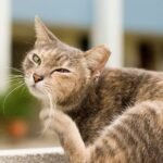 How Do Ticks Affect Cats