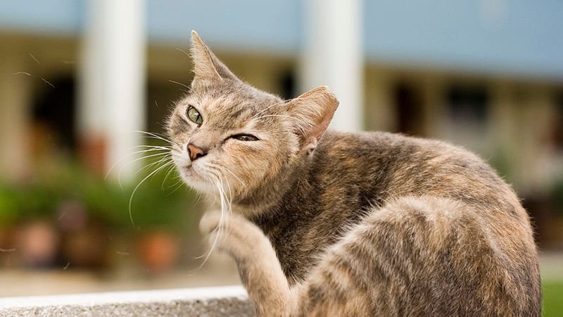 How Do Ticks Affect Cats