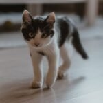 5 Unexpected Things Your Cat Does When You're Not Looking