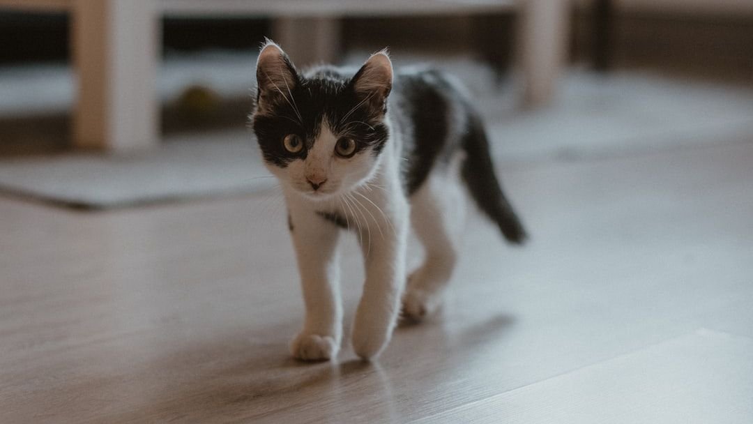 5 Unexpected Things Your Cat Does When You're Not Looking