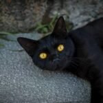Are Black Cats Good or Bad Luck?