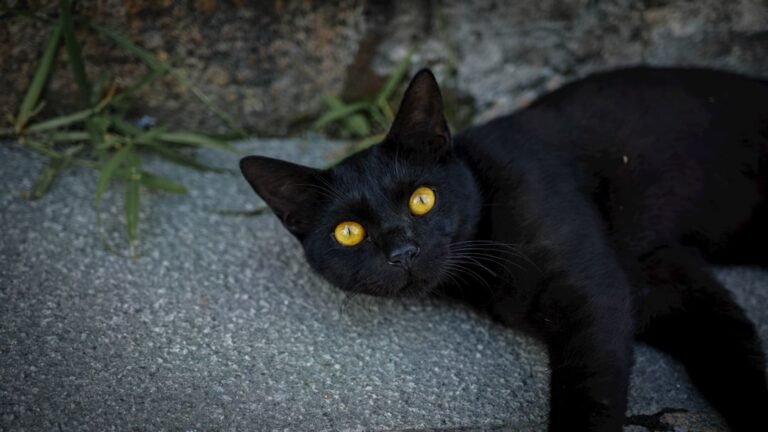 Are Black Cats Good or Bad Luck?