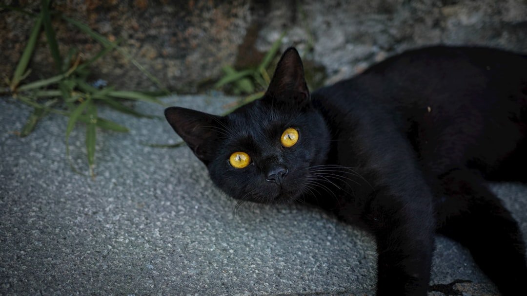 Are Black Cats Good or Bad Luck?