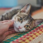 Stop Believing These 3 Myths About Your Cat's 'Aloof' Nature