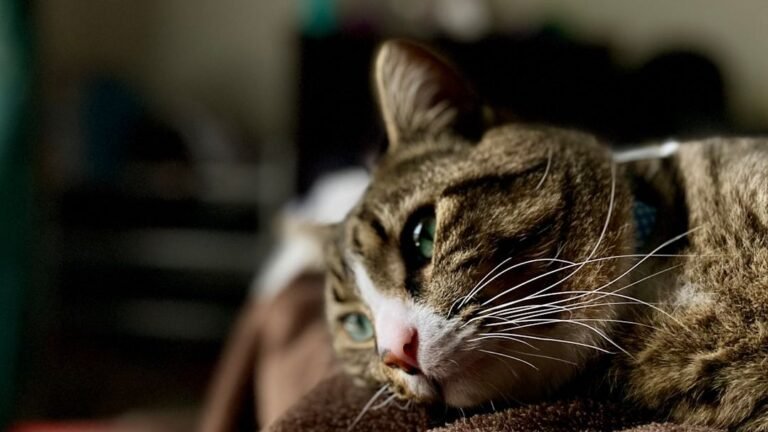 10 Silent Signs Your Cat May Be Sad