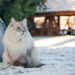 10 Cat Breeds Best Suited to Maine Winters