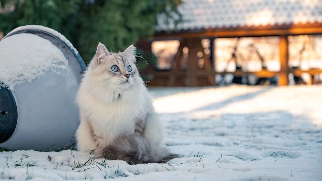 10 Cat Breeds Best Suited to Maine Winters
