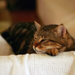 When a Cat Nears The End of Its Life, It Gives These 10 Signs