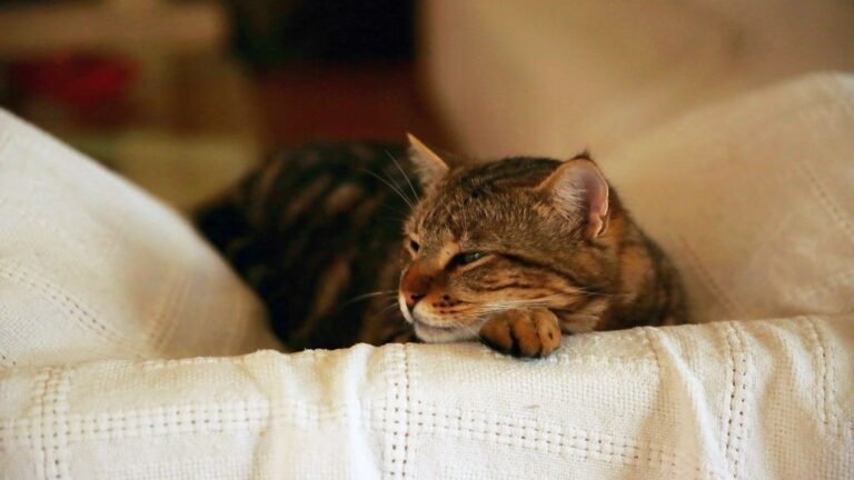 When a Cat Nears The End of Its Life, It Gives These 10 Signs
