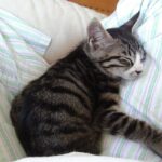10 Reasons Your Cat Chooses You to Nap On