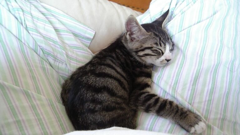 10 Reasons Your Cat Chooses You to Nap On