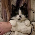 The Zodiac Signs That Age Most Gracefully With Cats