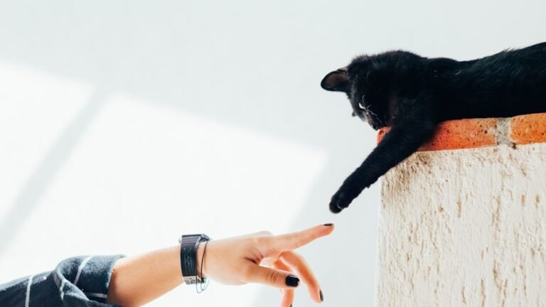 The Cat Breed Each Zodiac Sign Feels Most Compatible With