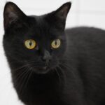 The Cat Breed That Brings Emotional Balance to Each Zodiac Sign