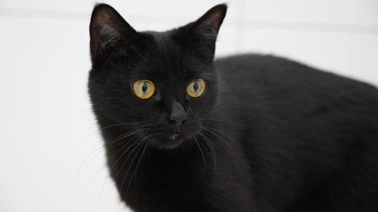 The Cat Breed That Brings Emotional Balance to Each Zodiac Sign