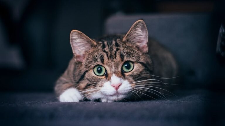 Your Cat's Silent Stares Are Actually Deep Conversations