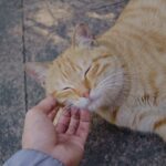 8 Things Your Cat Does Only When They Truly Trust You