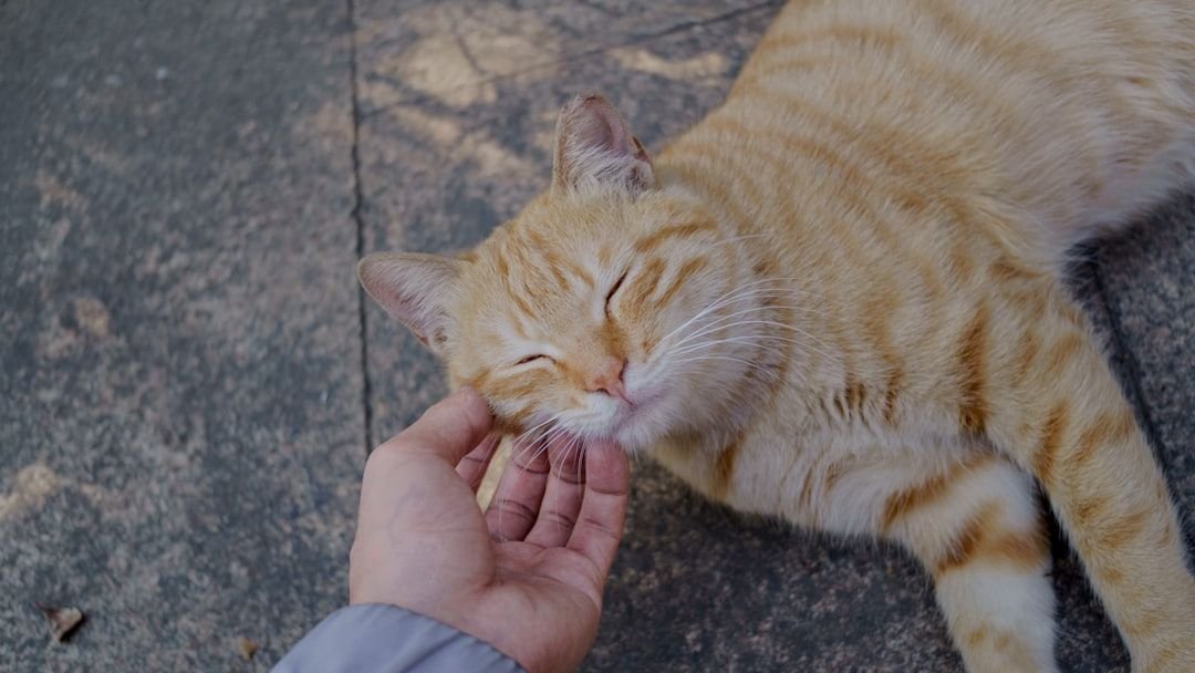8 Things Your Cat Does Only When They Truly Trust You
