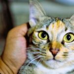Why Do Cats Always Seem to Know When You're Feeling Down?