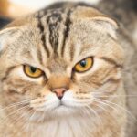 10 Cat Breeds That Snap and Hiss A Lot
