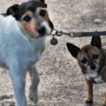 Which Zodiac Signs Struggle Most With Clingy Dogs