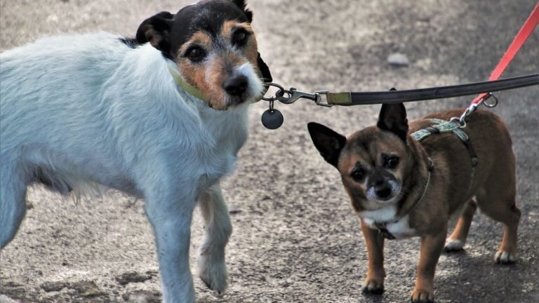 Which Zodiac Signs Struggle Most With Clingy Dogs