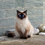 10 Worst Cat Breeds For Seniors