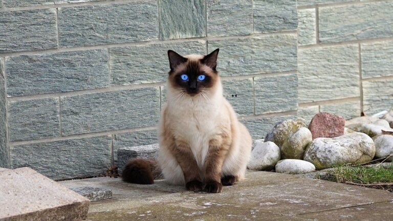 10 Worst Cat Breeds For Seniors